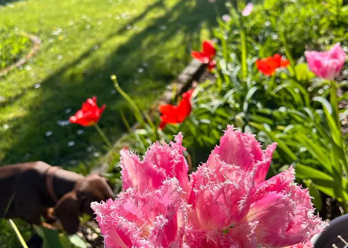 Mullaghmore Driftwood